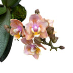 Phalaenopsis Aromio Carola parfumée et pelorique (Papillon)