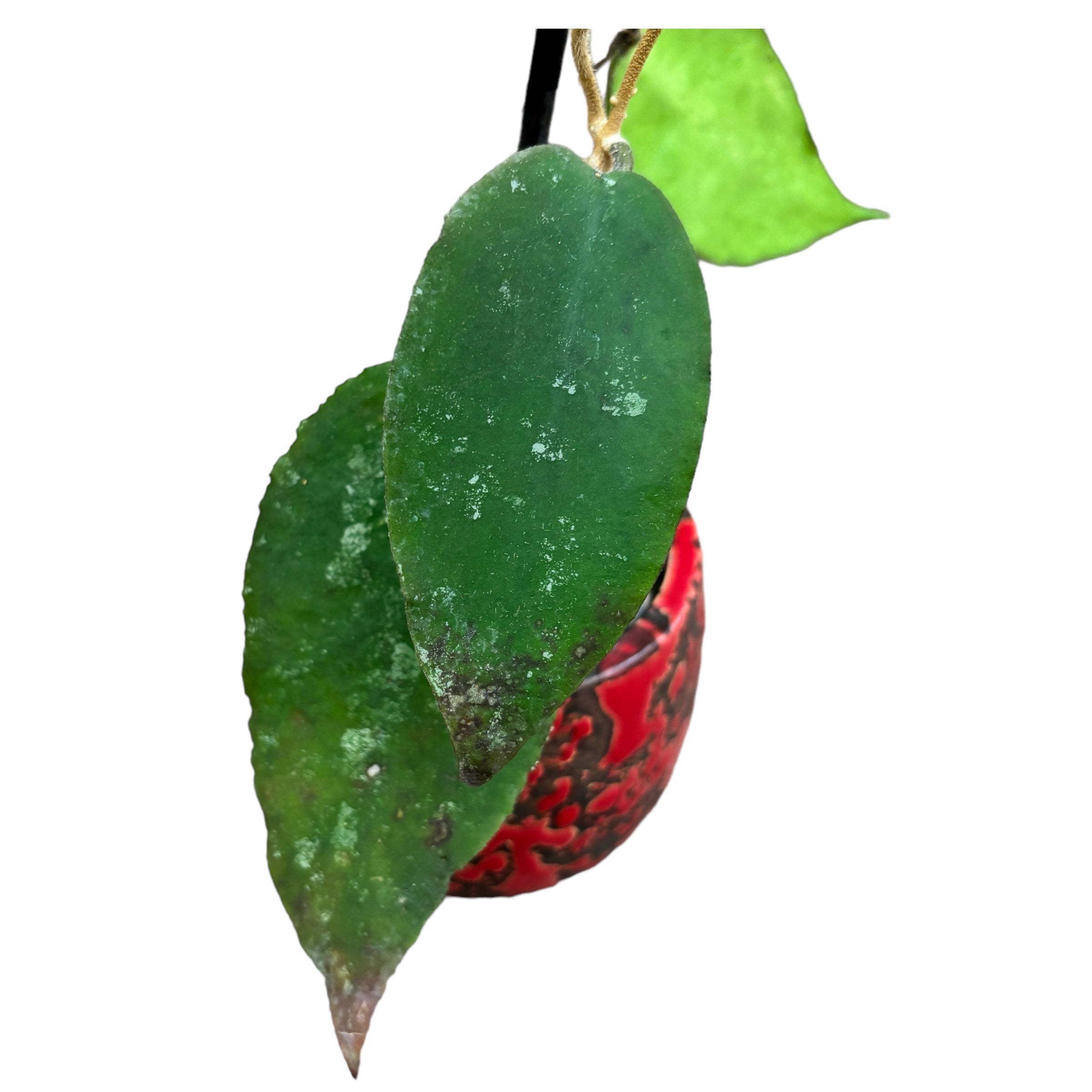 Hoya caudata 'big and green leaves'