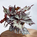 Begonia 'Bewitched White’