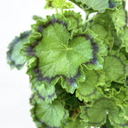 Pelargonium ‘Distinction’ (Geranien mit buntlaubigen Blättern)