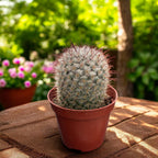 Mammillaria bombycina - cacto “fofo” de coleção, com flores rosa-magenta espetaculares