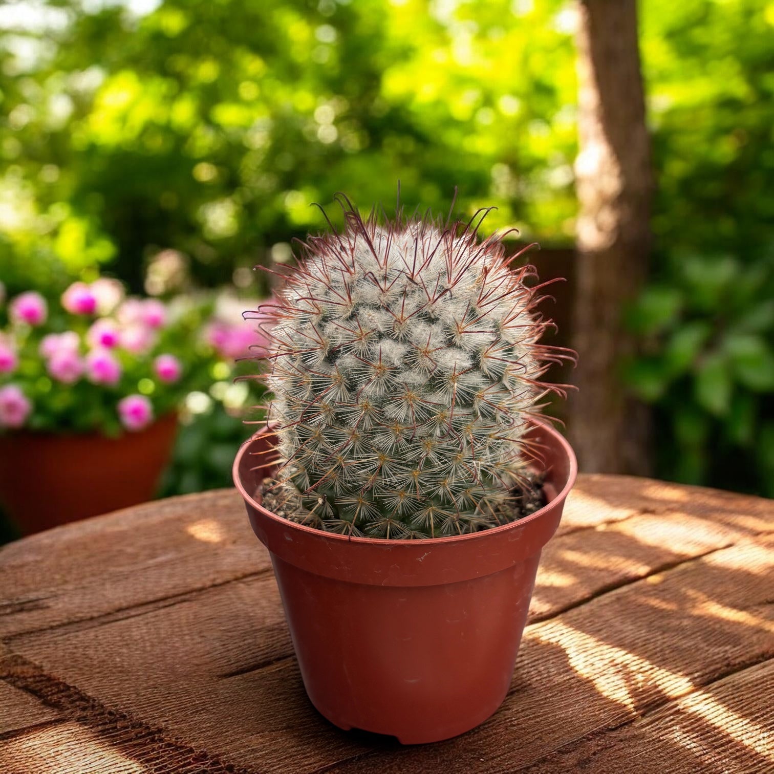 Mammillaria bombycina - cacto “fofo” de coleção, com flores rosa-magenta espetaculares