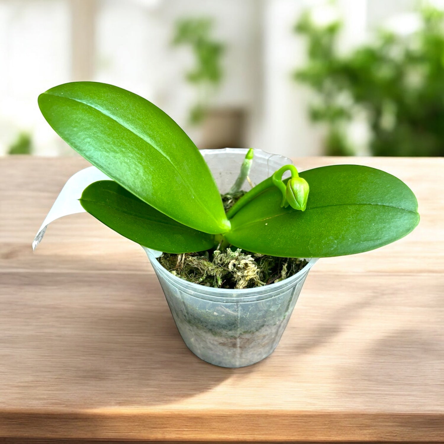Phalaenopsis Vio Vio 'Cat Face' (pélorique) - intensément parfumé
