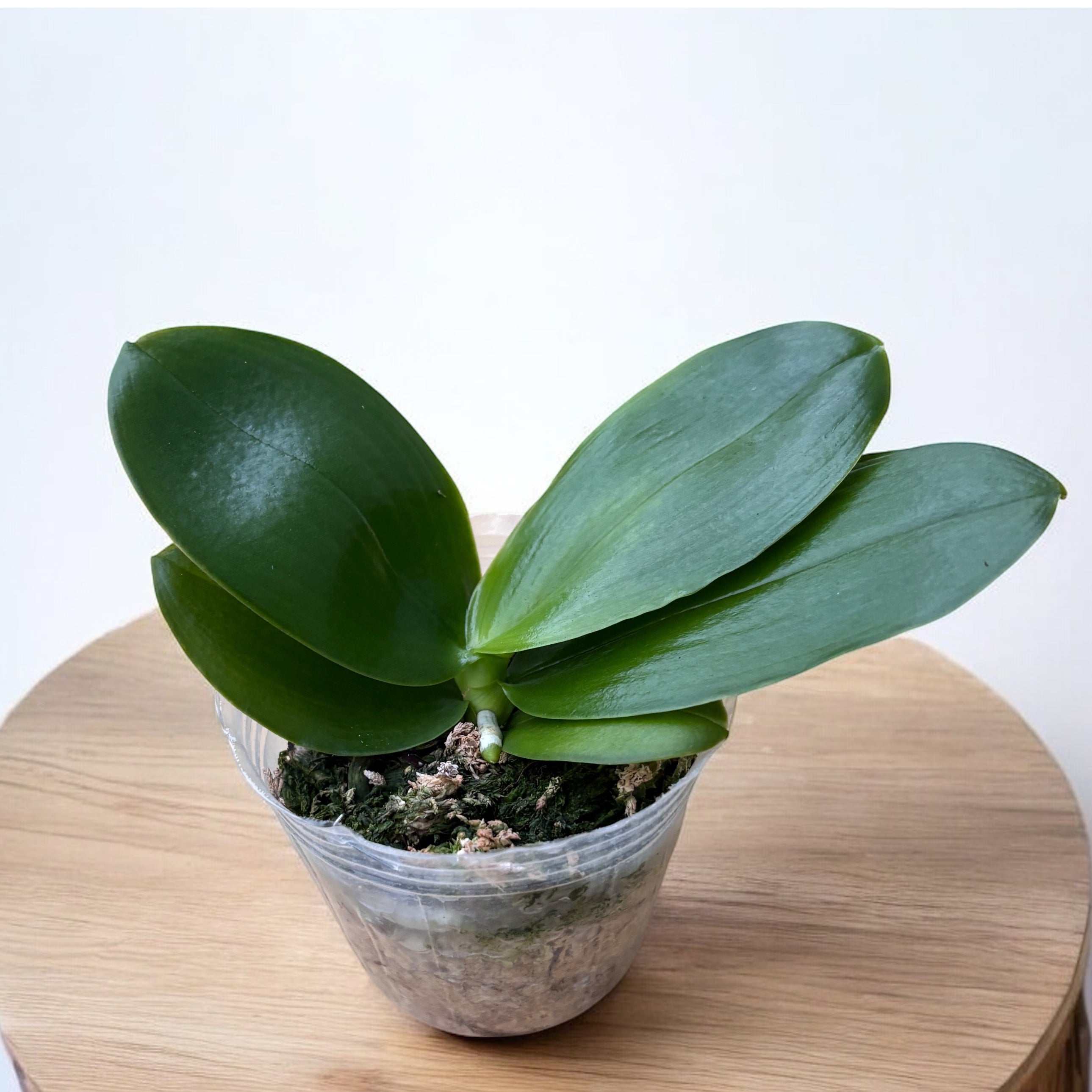 Phalaenopsis Miki Magic 'Whisper' - tuoksuvat kukat