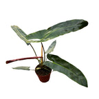 Philodendron atabapoense D15