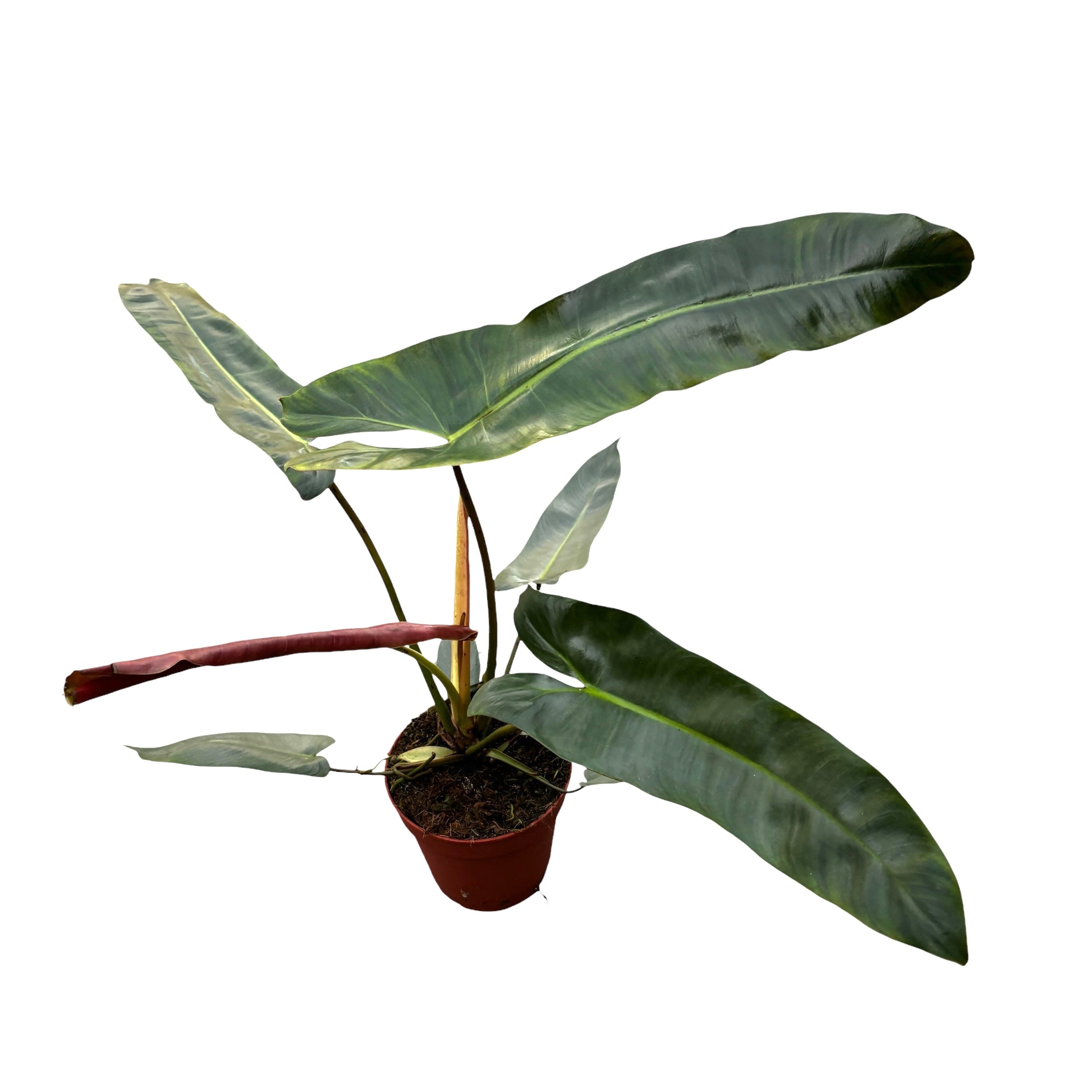 Philodendron atabapoense D15