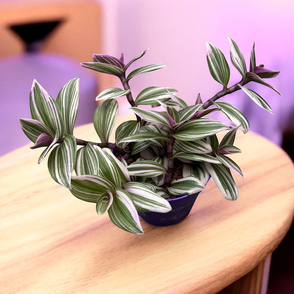 Tradescantia albiflora 'Nanouk' D12 (5+ plants/pot)