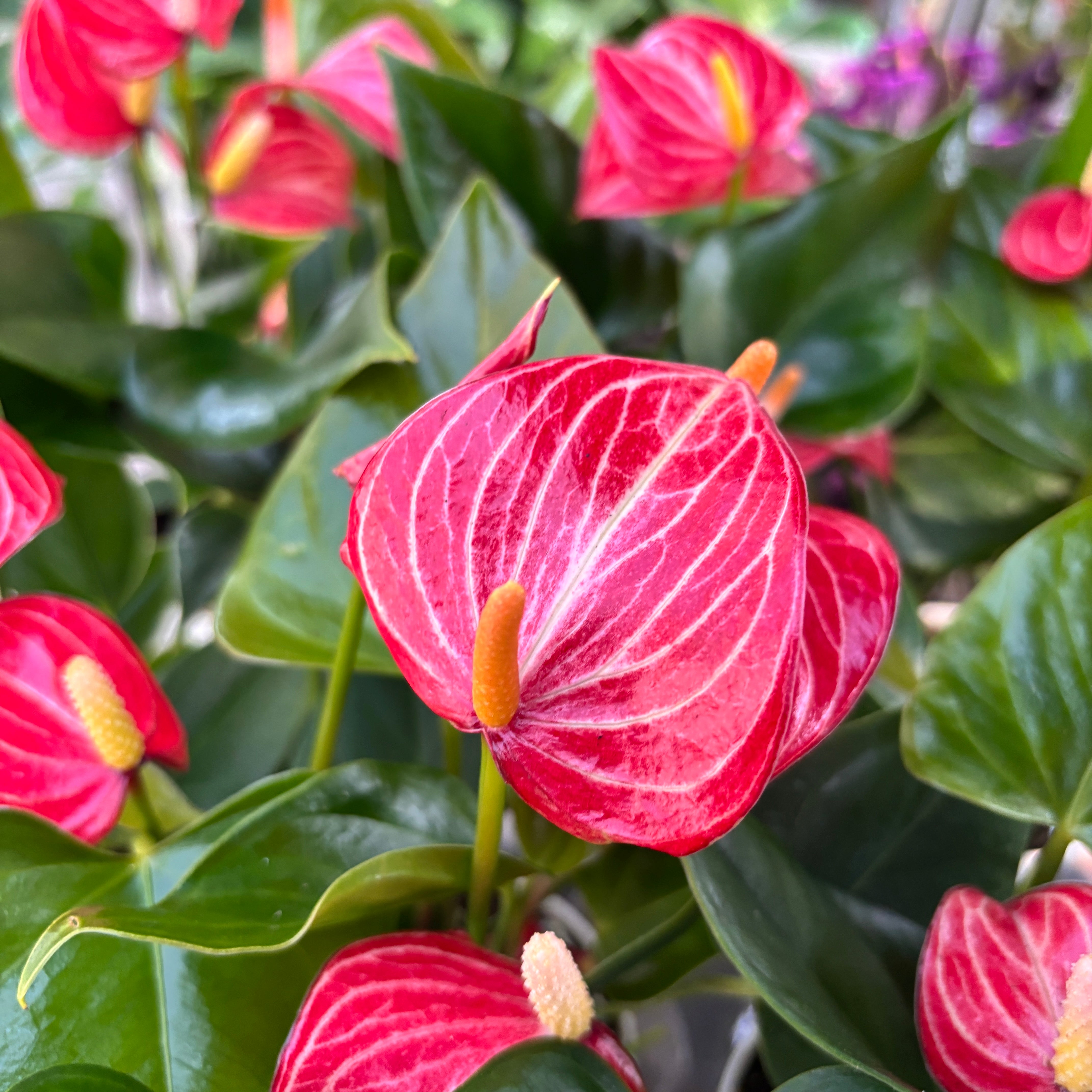 Anthurium pedatum red veins ペダツム Anthurium pedatum x pedatum — Plant Wholesale FlorAccess