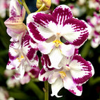 Phalaenopsis Tinkerbell's KizZ big lip