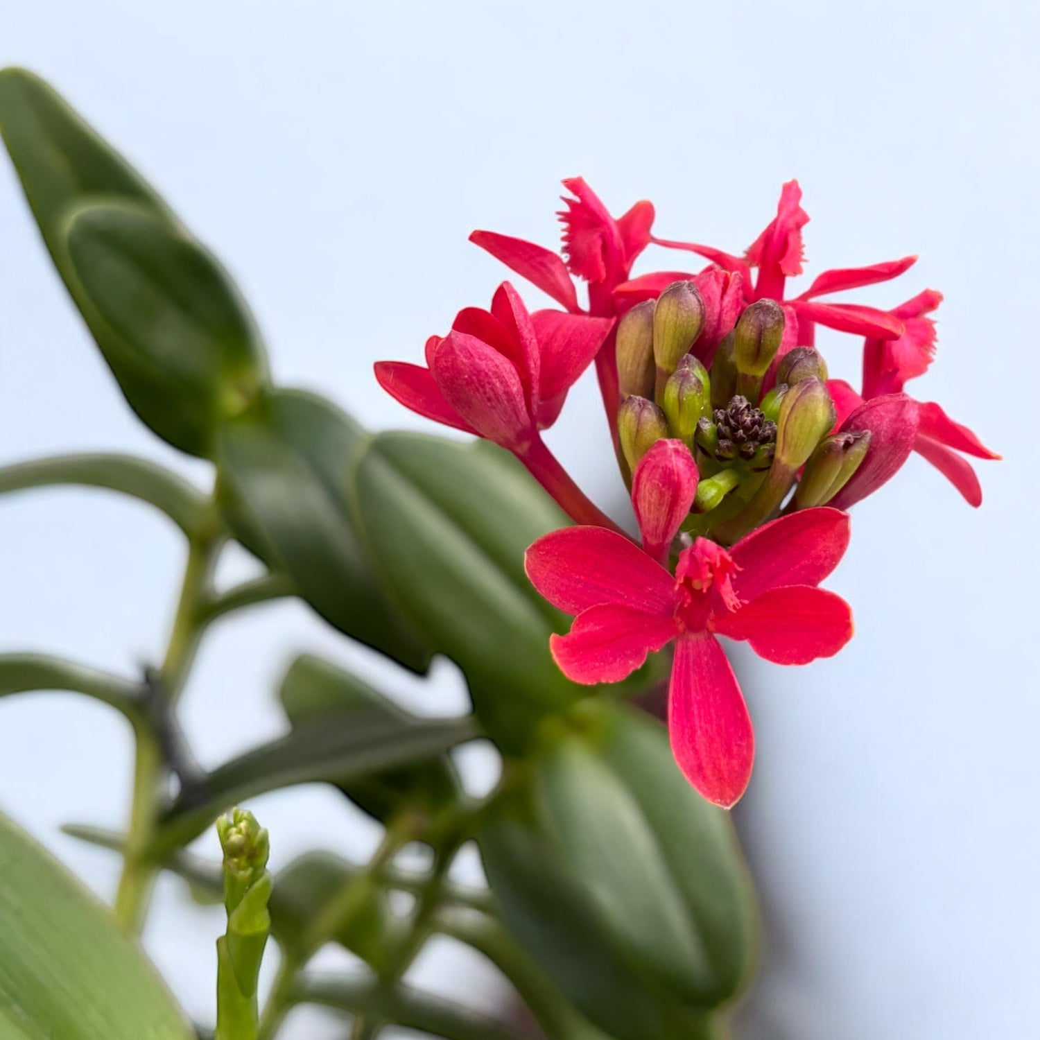 Epidendrum radicans 'Red'