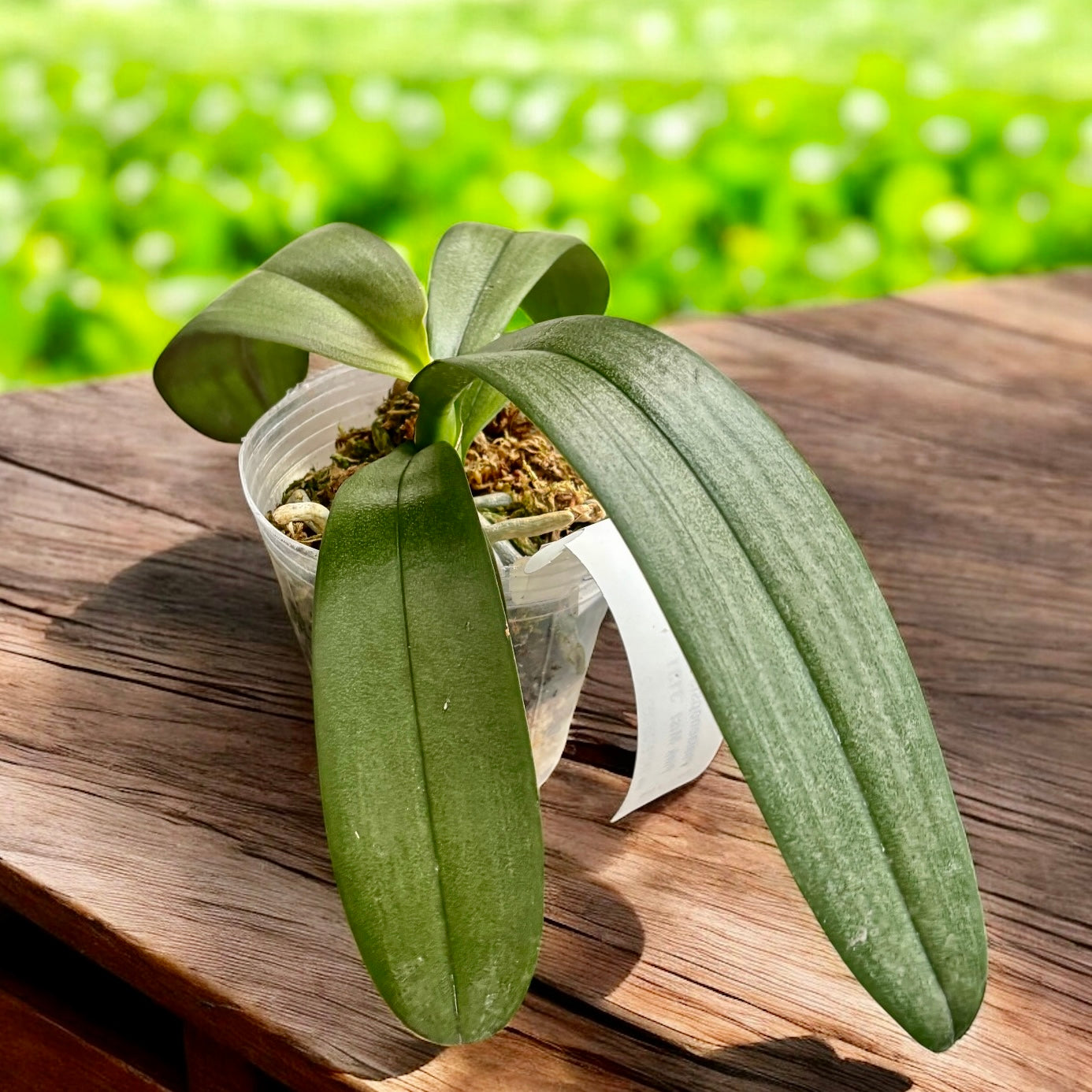 Phalaenopsis Miki Pink Mist '3131' - flori XL