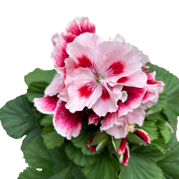 Pelargonium grandiflorum 'Elegance Pauline' (muscate englezesti)