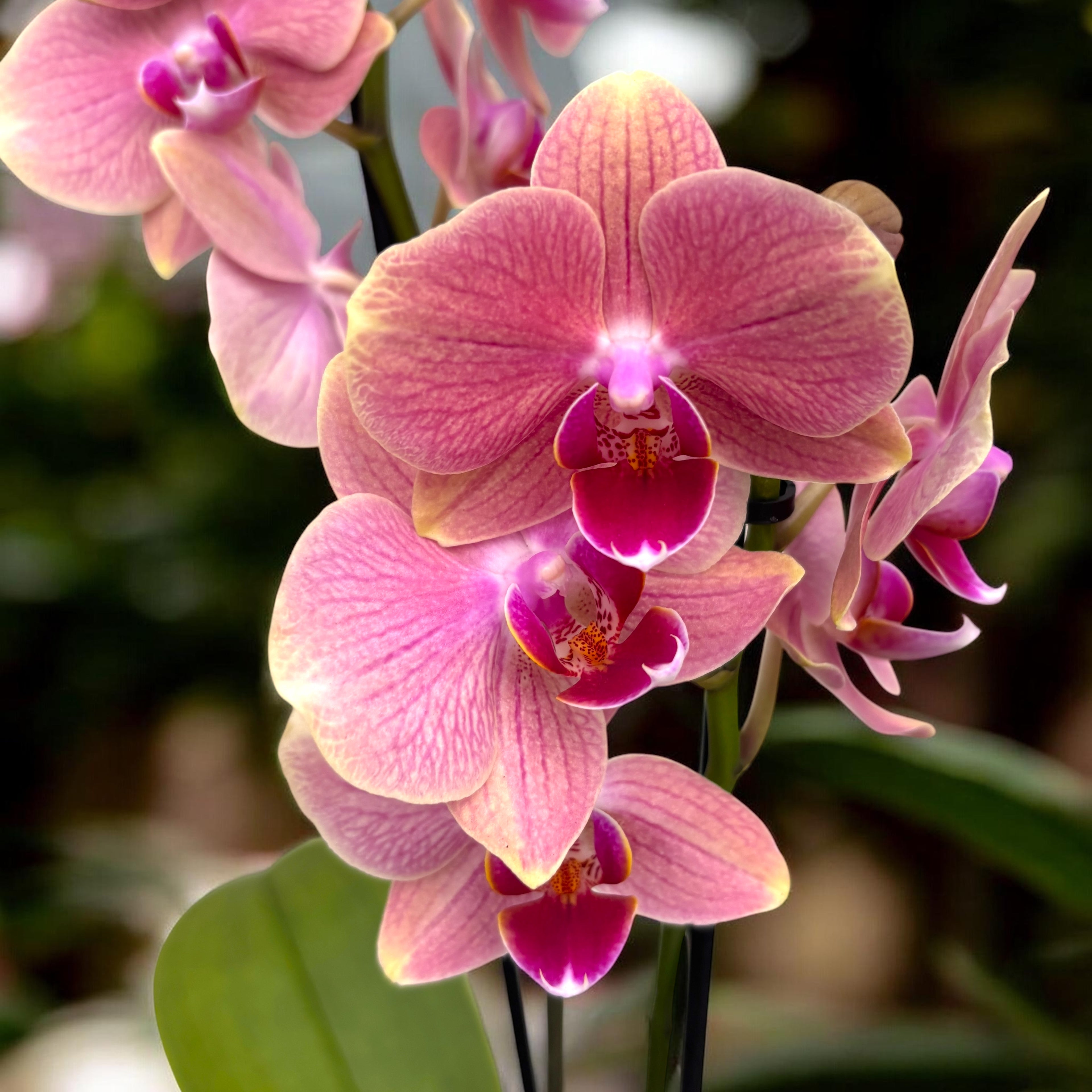 Phalaenopsis Salmon