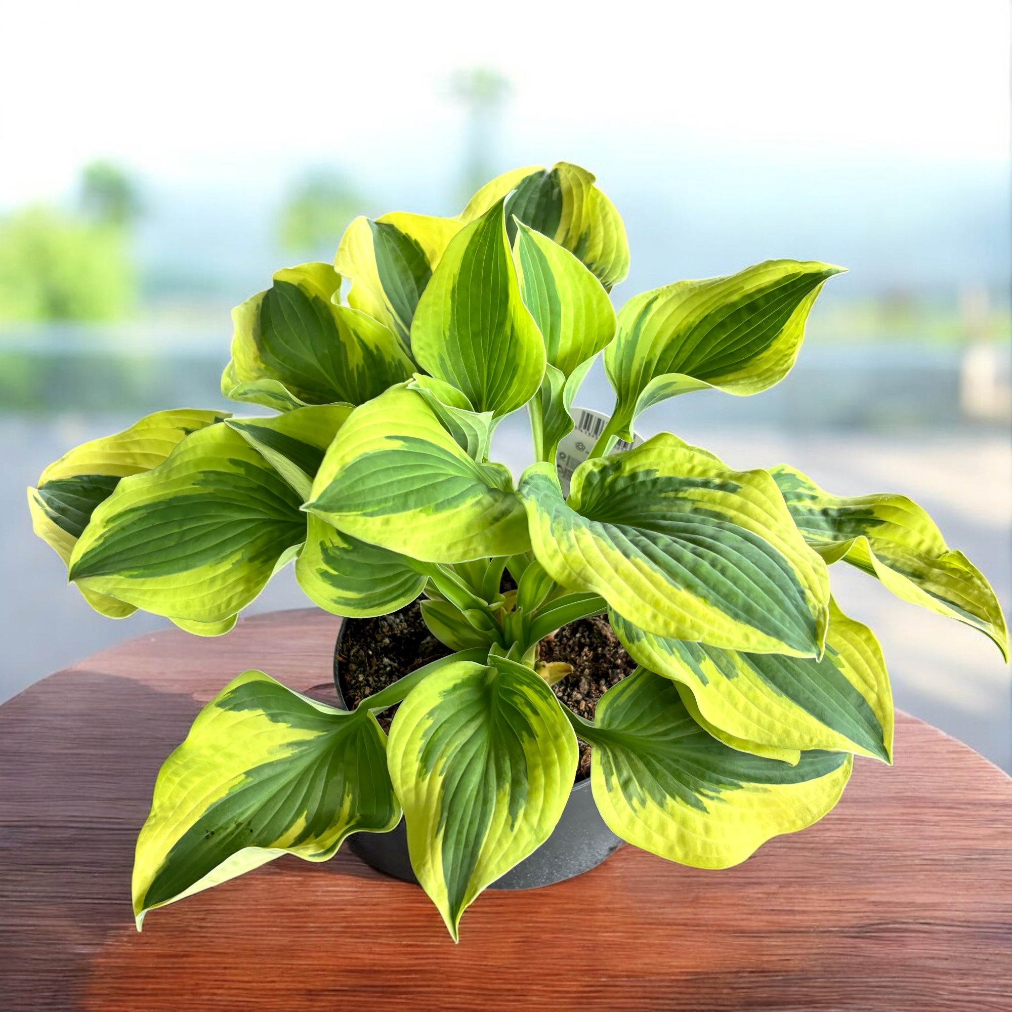 Hosta ‘Wide Brim’ – crin de toamna cu frunze galben-verde pentru zone umbrite