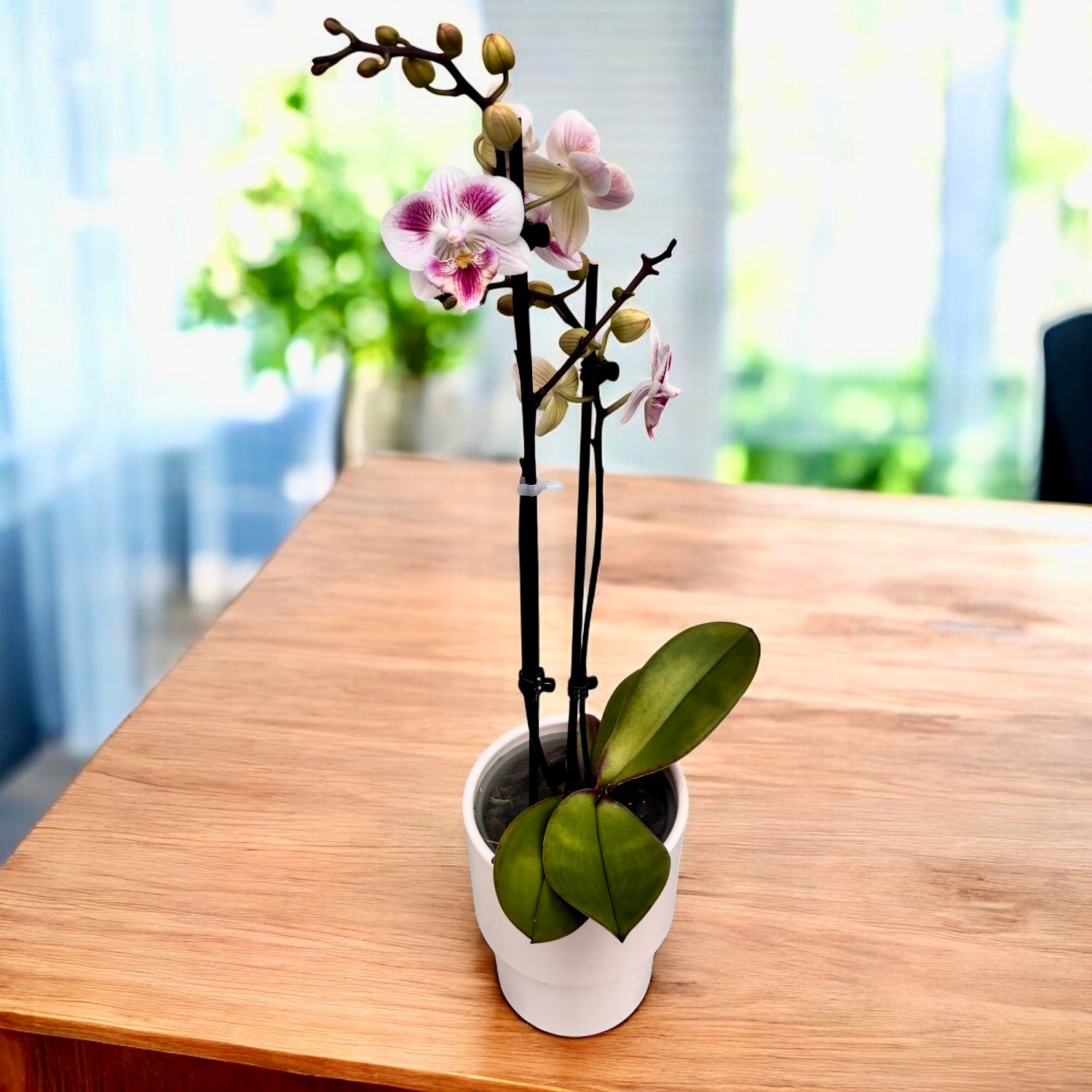 Phalaenopsis Special big lip