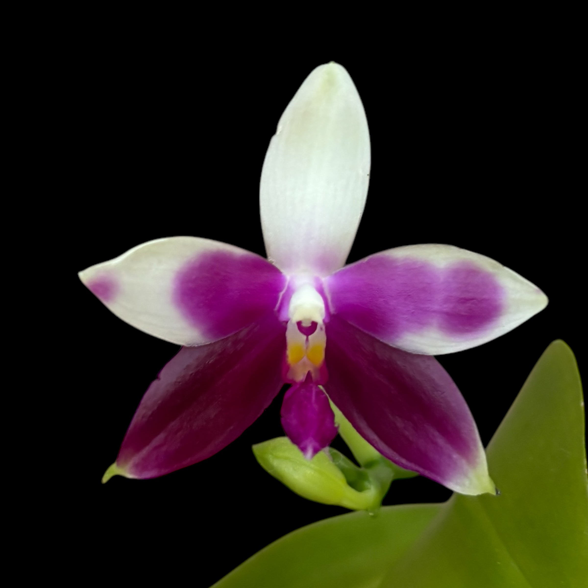 Phalaenopsis Miki Rose Vincent 'Festa'- flori parfumate