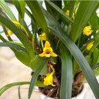 Maxillaria variabilis 'Yellow' (var. unipunctata) - mandlová vůně