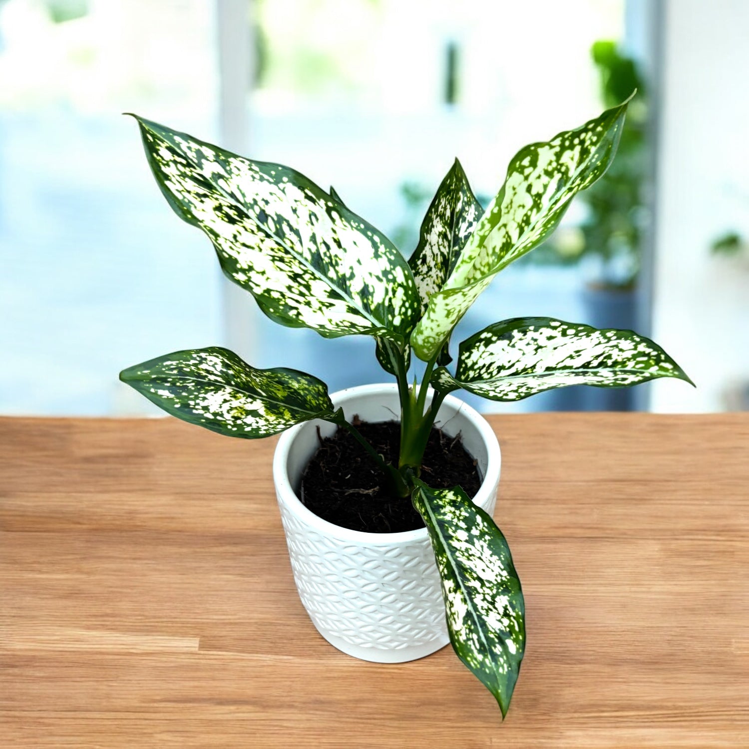N*P様 THE GREEN KONG Aglaonema picture Aglaonema 'Greenlight' - exemplare XL (2-3 plante/ghiveci