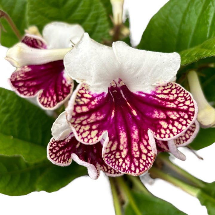 Streptocarpus Plenty