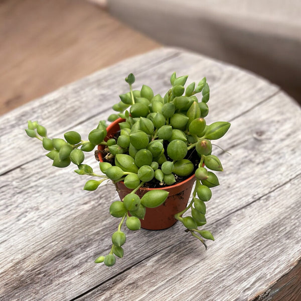 Senecio Herreianus (pea plant, beaded plant) babyplant