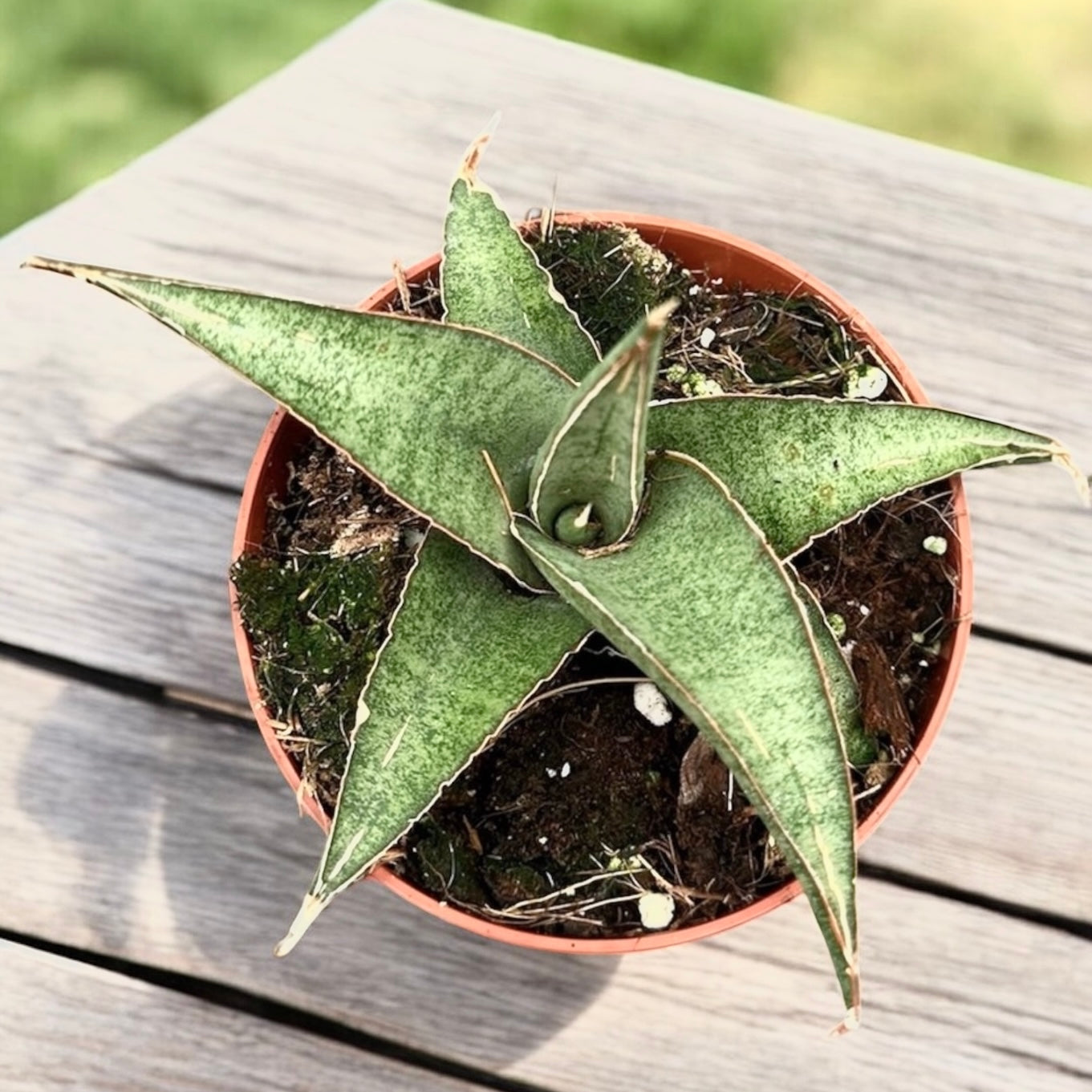 Sansevieria 'Tower Gray' - sabie africana gri compacta
