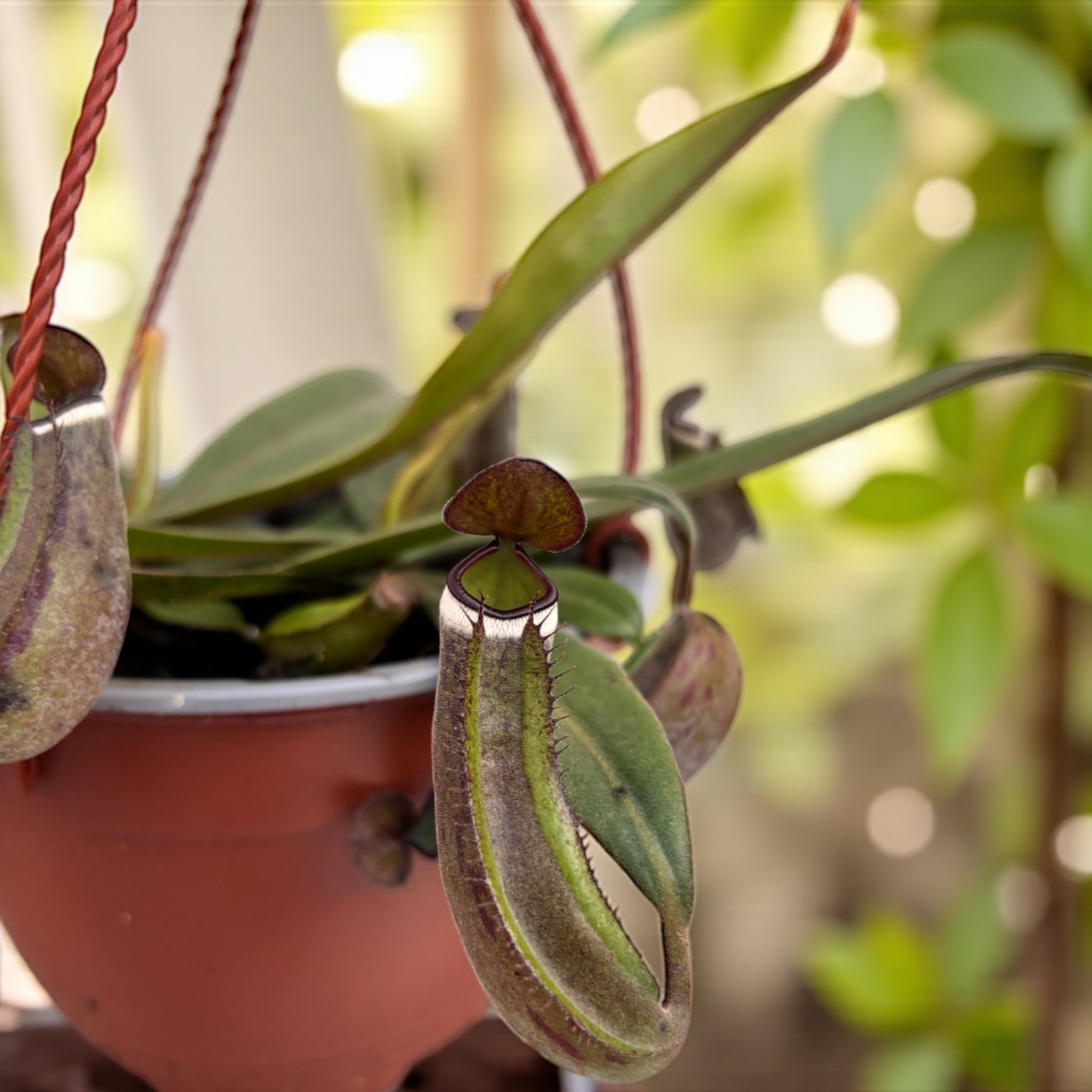Planta carnivora Nepenthes Albomarginata - exemplare Xl