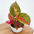 Aglaonema 'Red Sprinkles'