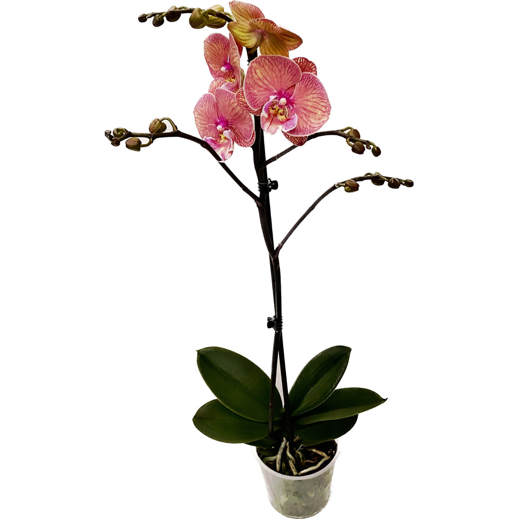 Phalaenopsis 'Limited #31’ big lip