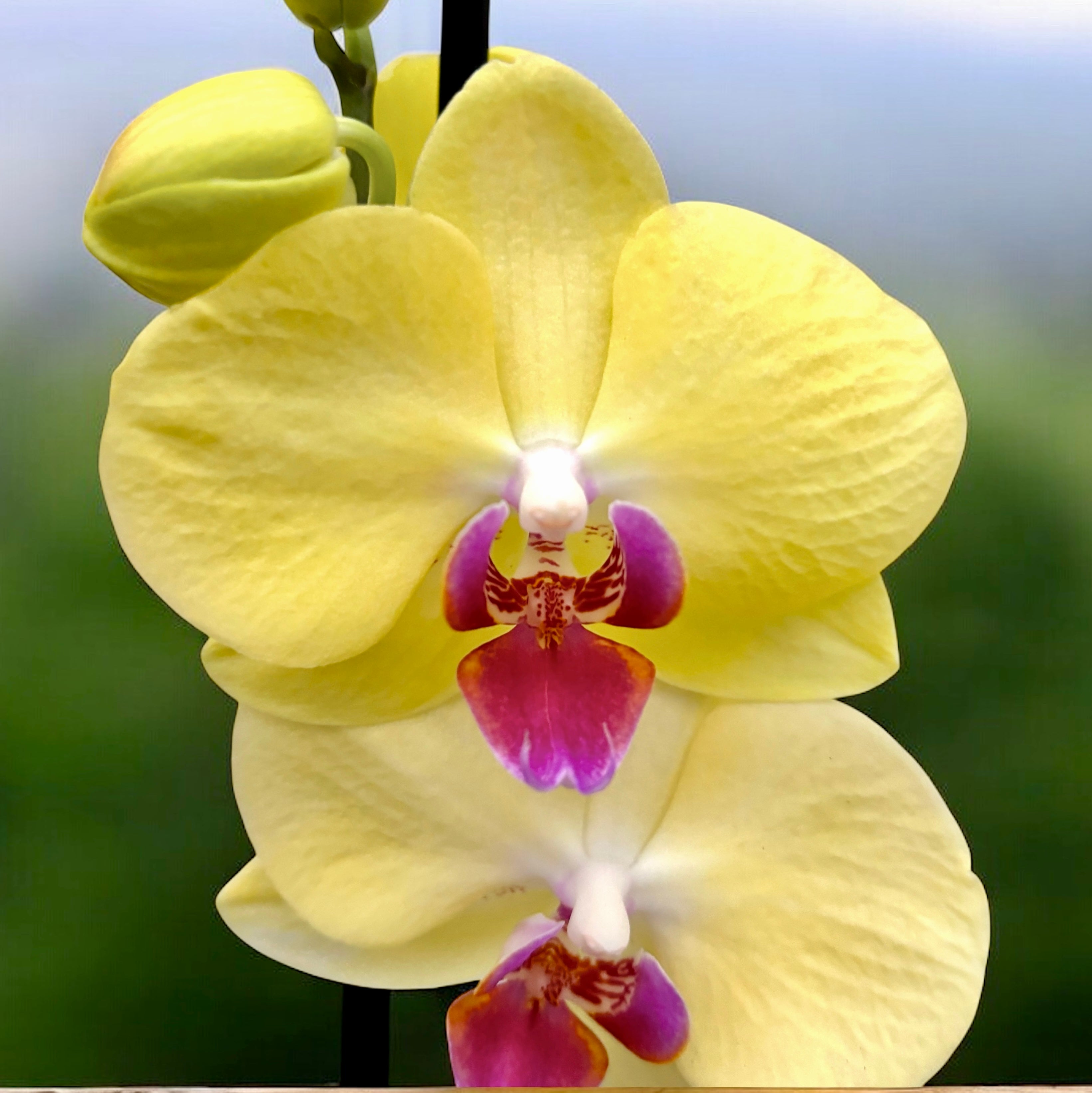 Phalaenopsis Fuller Sonnenuntergang