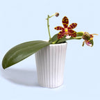 Phalaenopsis Mambo (amboinensis × mannii)