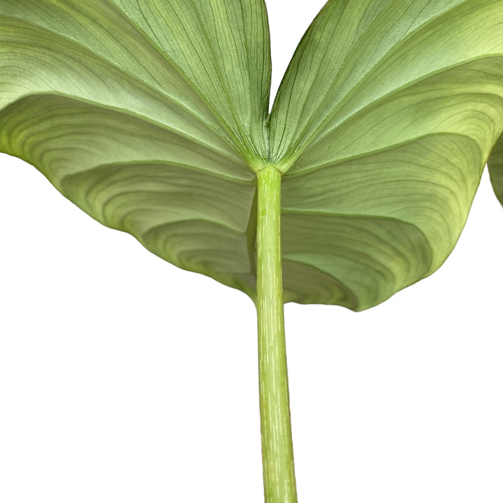 Philodendron pastazanum