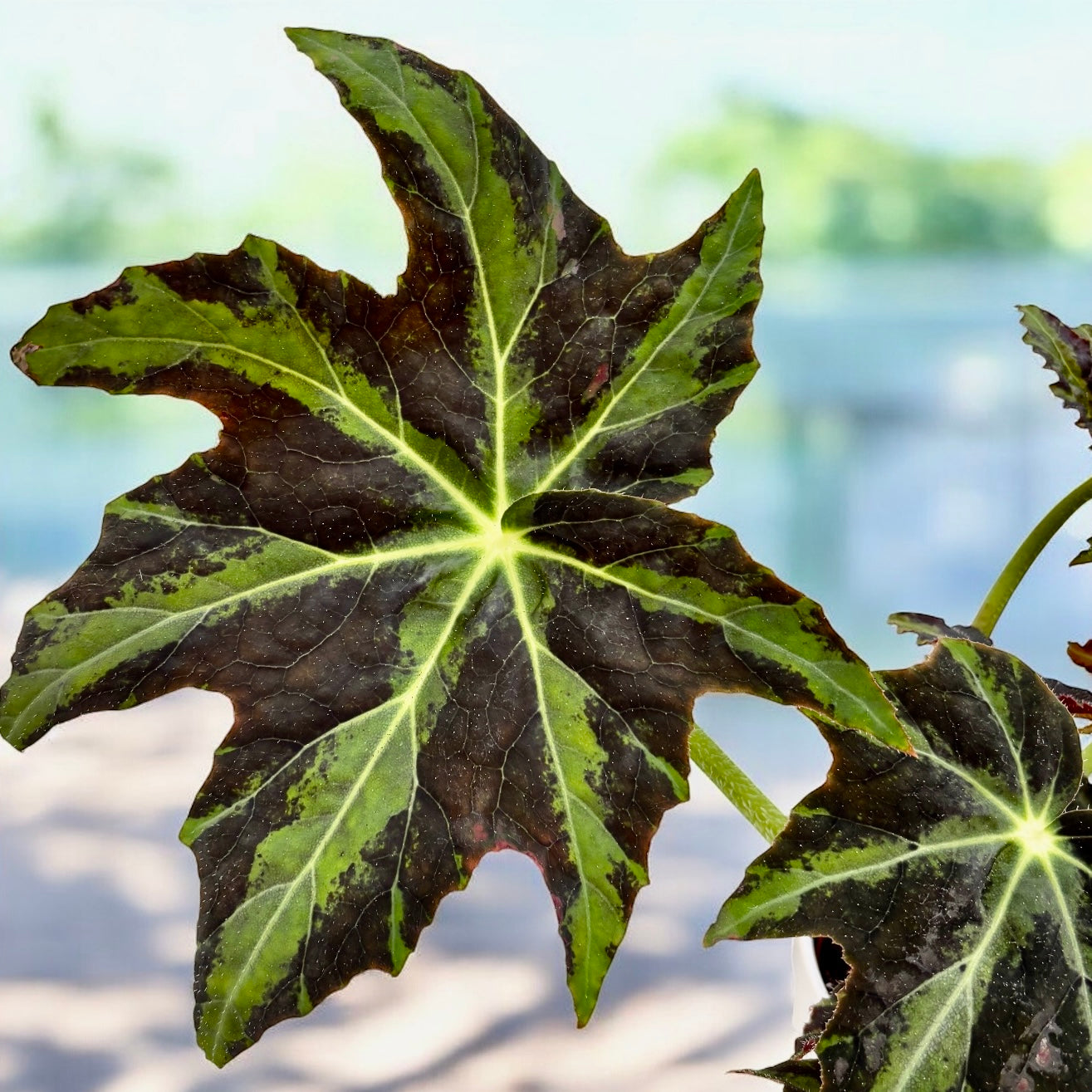 Begonia Draco – contrast spectaculos si frunzis dramatic
