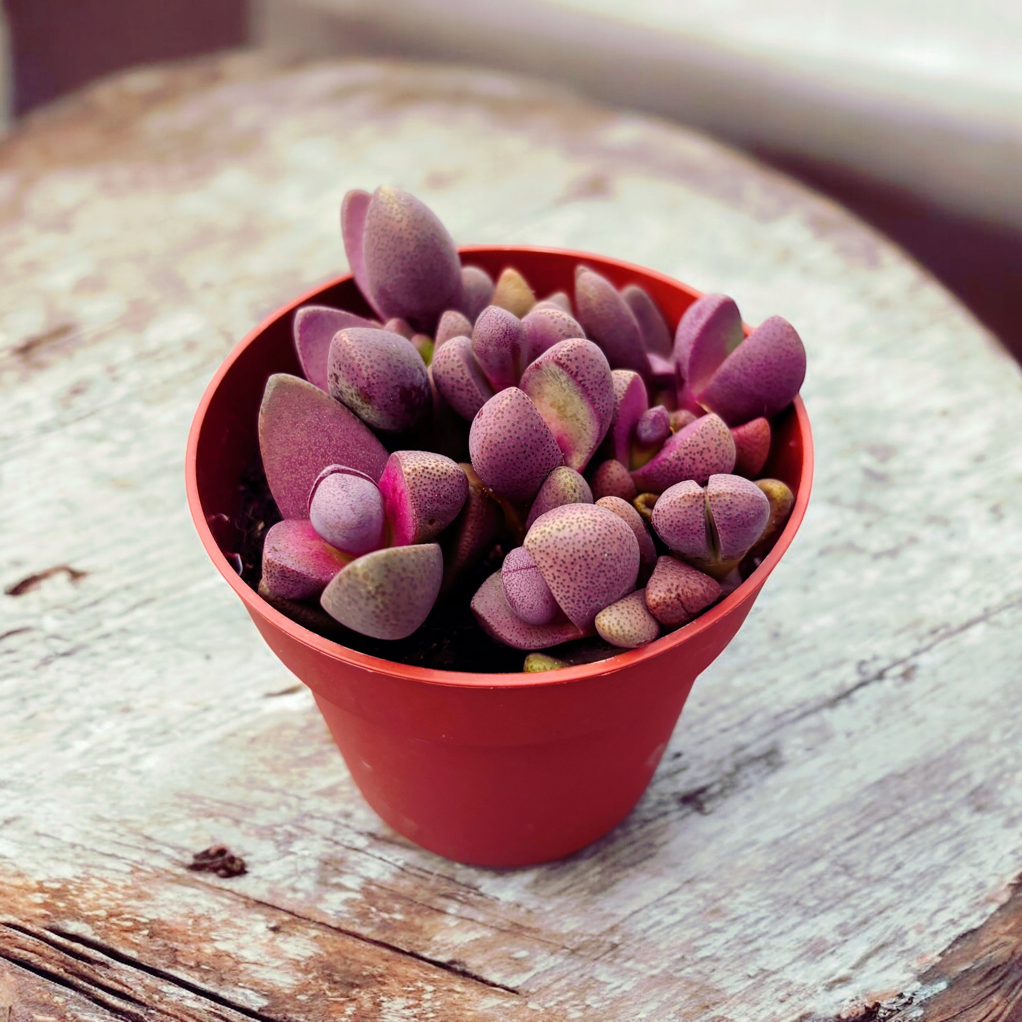 rubra succulent Pleiospilos nelii Rubra – Secret Garden Plant Shop