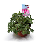 Muscate parfumate - Scented Geranium ‘Isko Rose’ (parfum de trandafiri)