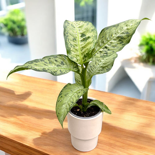 dieffenbachia floracion Dieffenbachia 'Snow' – planta de interior cu frunze mari, alb-verde, m –  Secret Garden Plant Shop