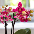 Phalaenopsis Lianher Happy Star - peloric & parfumat