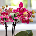 Phalaenopsis Lianher Happy Star - peloric & parfumat