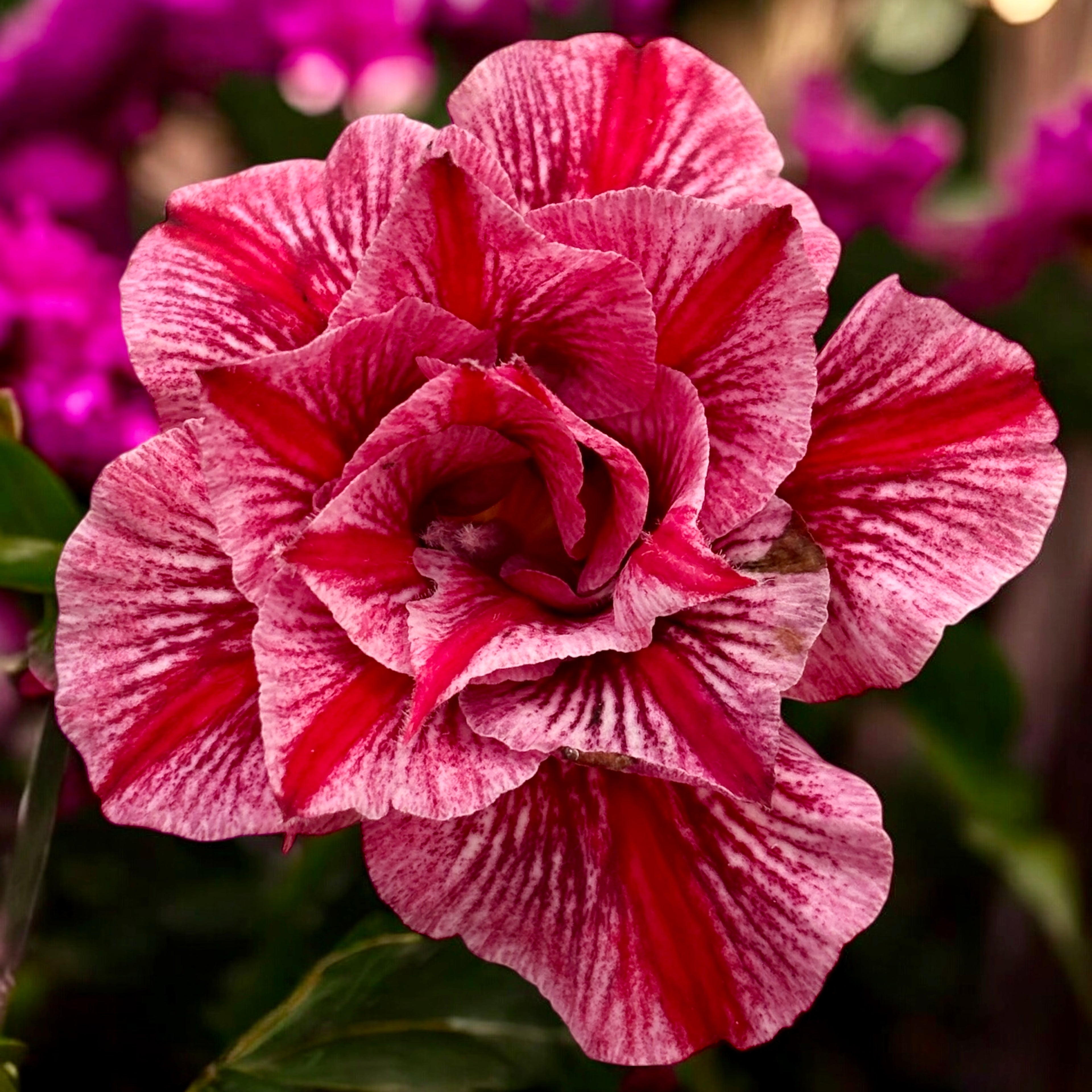 Adenium obesum 'Treasures'