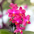 Phalaenopsis Secret Fragrance (Aromio Floral) voimakkaasti tuoksuvat kukat D9