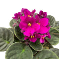 Saintpaulia Voila Red - African violets