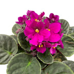 Saintpaulia Voila Red - African violets