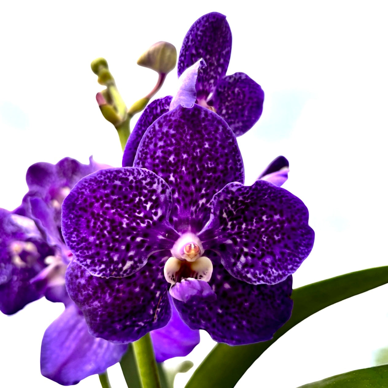 Vanda Tweed Blau XXL (Ansu) - TWEED10