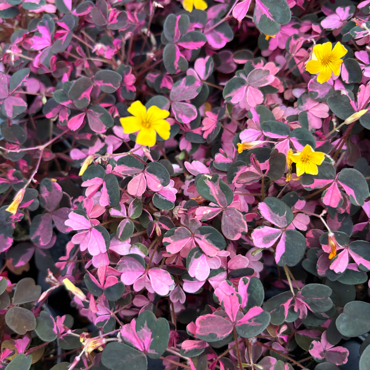 Oxalis vulcanicola 'Plum Crazy' D5