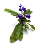 Streptocarpus 'Denim'