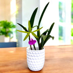 Brassocattleya Gulfshore's Beauty 'Torino' BM/JOGA doftande