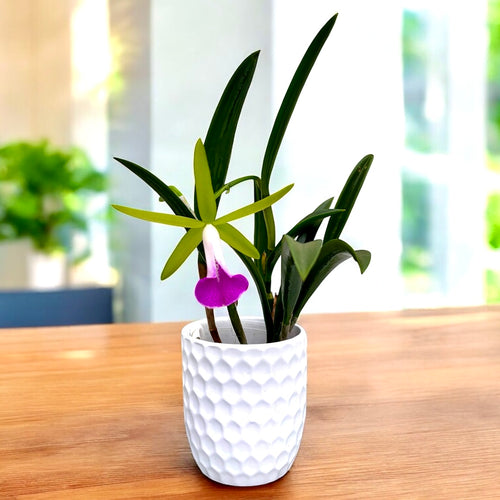 Brassocattleya Gulfshore's Beauty 'Torino' BM/JOGA parfumata