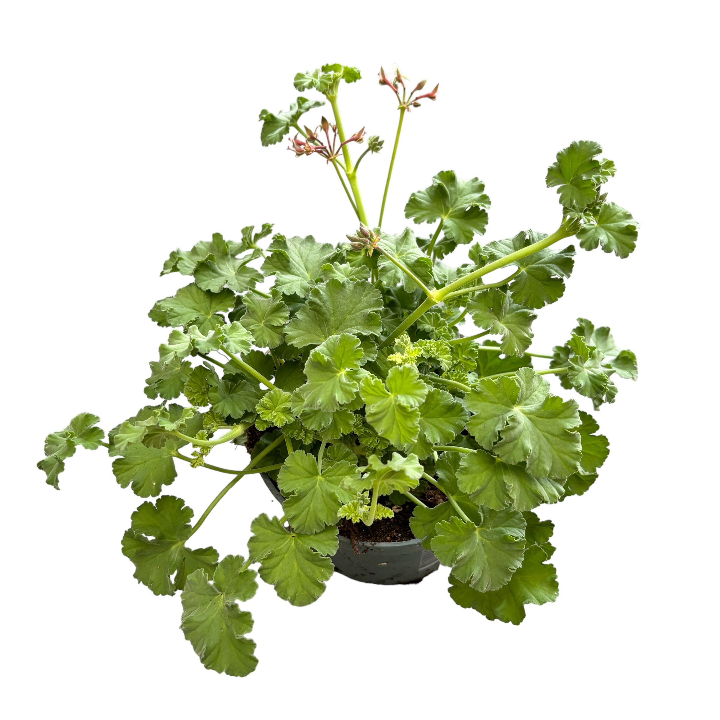 Muscate parfumate - Scented Geranium (aroma de mar)