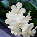 Vanda Tayanee Diamond White (Ansu)