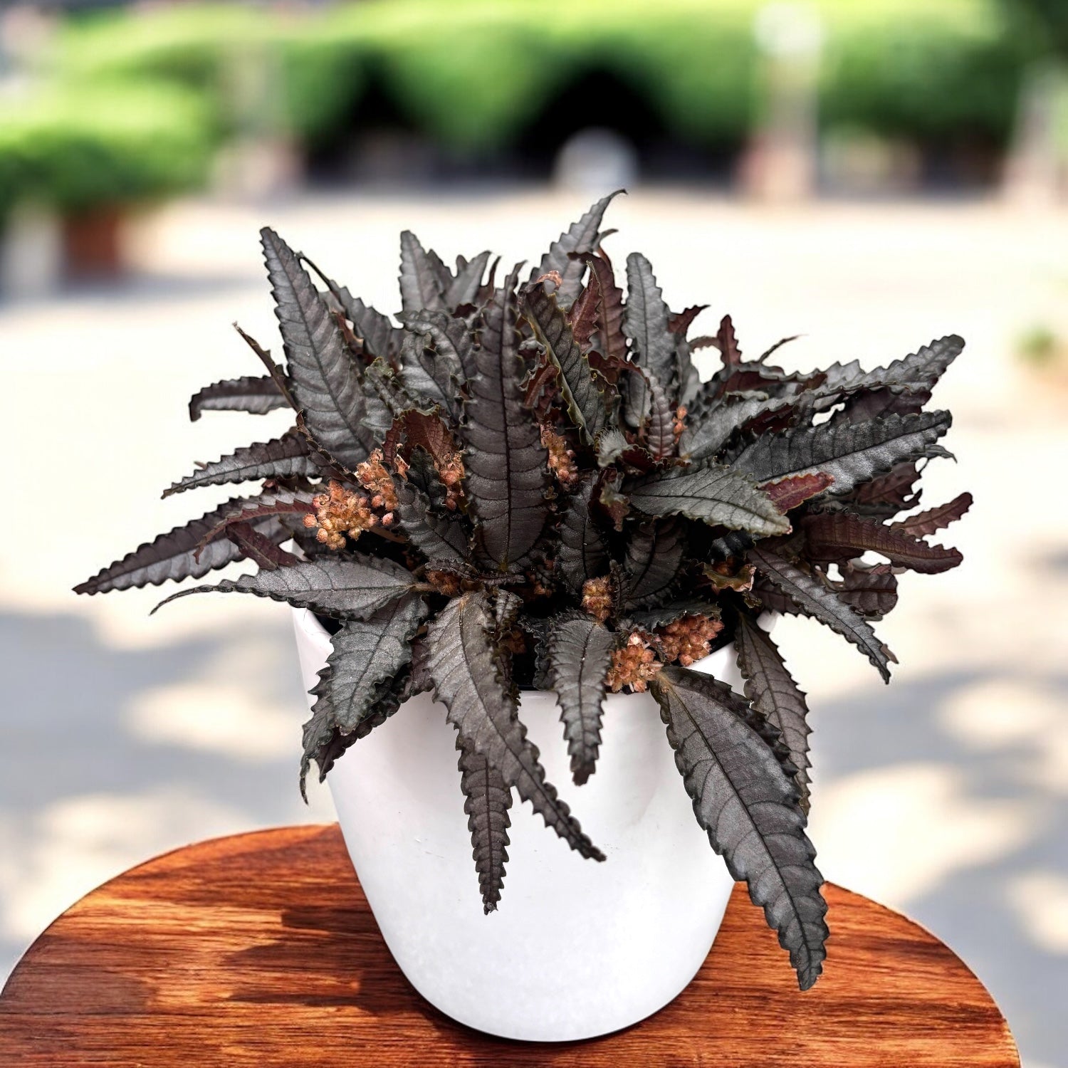 Pilea hitchcockii 'Dark Mystery' – frunzis miniatural cu reflexe metalice