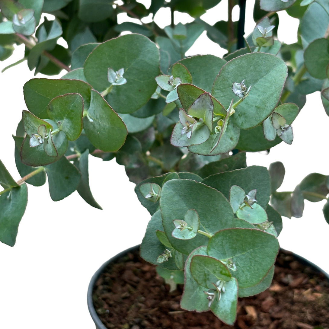 Eucalipt - Eucalyptus urnigera (Urn Tree)